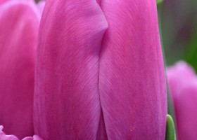 Tulipa Fortress ® (4)